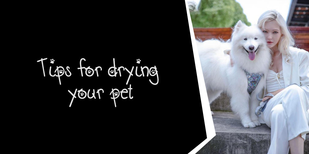 Tips for drying your pet quickly and safely after a bath